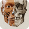 3D Anatomy for the Artist 2025 icon