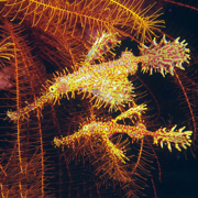 North Sulawesi Fish ID