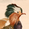 Art of Fauna: Cozy Puzzles app icon - Games app for iPhone