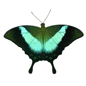 螢幕擷取畫面 (5) ButterflyCounts