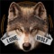Do you want Lone Wolf image to appear on your phone wallpaper