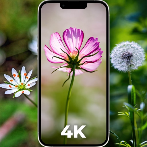 Flower Wallpapers 4K - HD