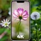 Download over 10000+ Amazing Flower Wallpapers in 4K | HD Resolution, This app has the best Flower Wallpapers for Flower lovers