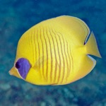 Download Red Sea Fish ID app