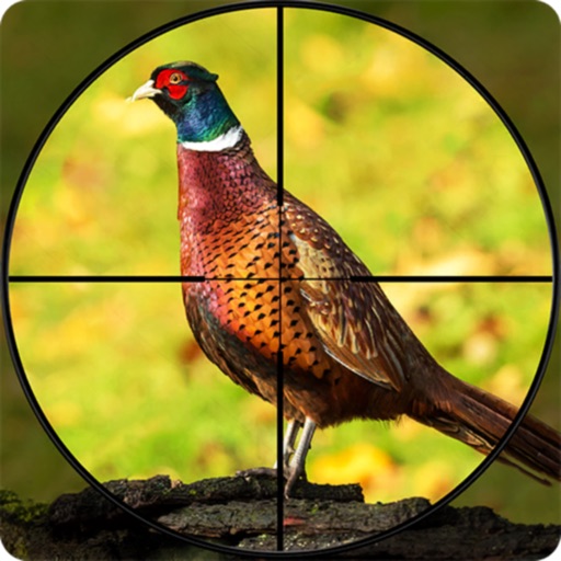 Bow Pheasant Bird Hunting Game