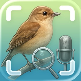 Bird Sound Identifier - Ornis