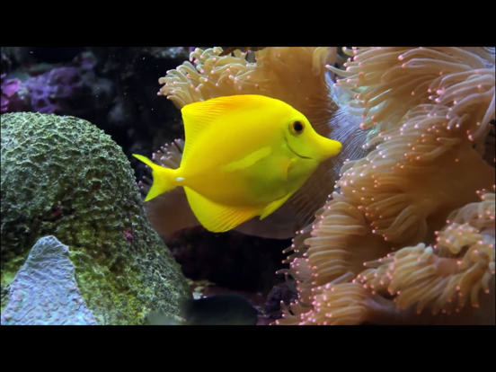 Screenshot #5 pour Video Touch: Vie Marine