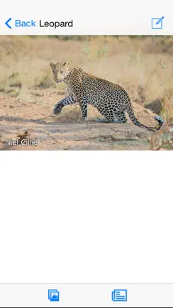 Animals of Kruger iPhone image 1