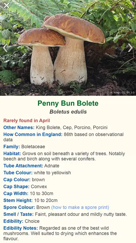 Shroomify - Mushroom ID screenshot 1 of 7