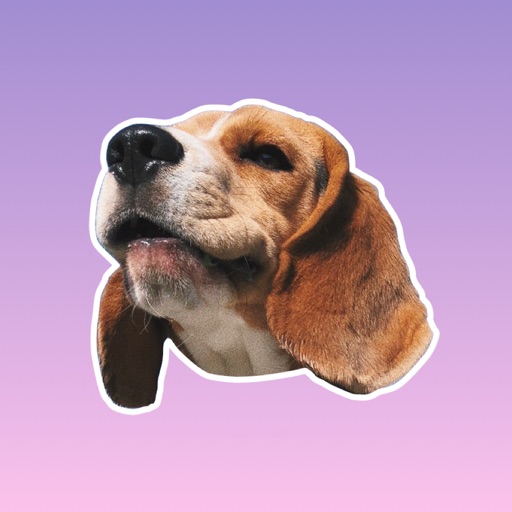 Beagle Quest icon