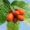 Rainforest Plants 2nd Edition - LucidMobile