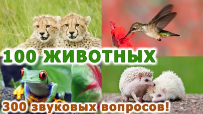 Screenshot #1 pour Animaux jeux pour bebe photo 1