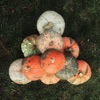 Thanksgiving Day 2025 Images icon