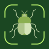 Insect, Spider, Bug Identifier - Palina Baltsevich