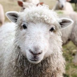 Farm Animal Sounds & Noises