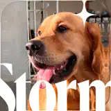 STORM Studio - App-Symbol