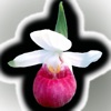 Minnesota Wildflowers icon
