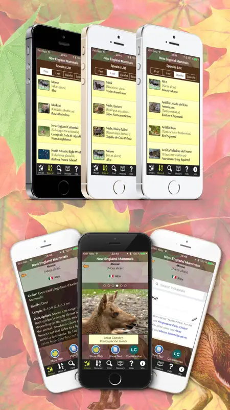 New England Mammals screenshot 4 of 5
