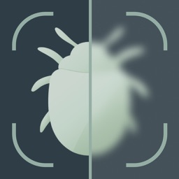 Insect Bug Identifier: BugScan