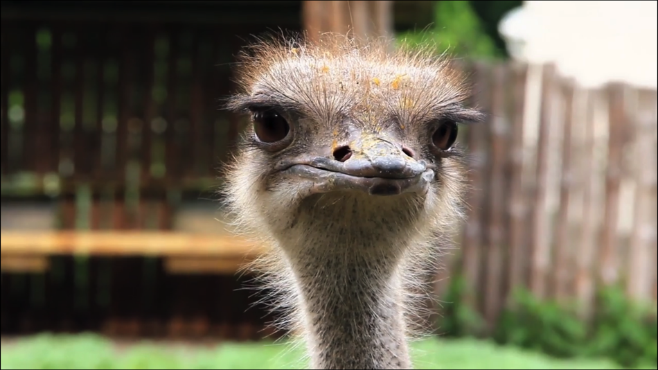 #5. Video Touch: Wild Birds (iOS) 由: SoundTouch Interactive