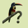 Costa Rica Birds - Michael Mullin