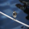 My Birds Watch icon