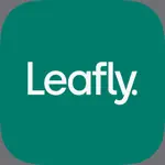 Leafly: Find Weed Near You App Alternatives