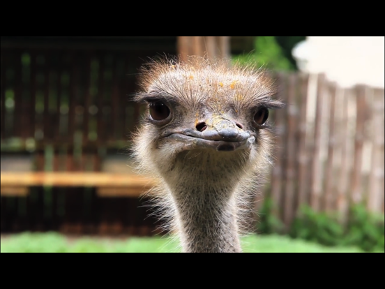 Video Touch: Wilde Vogels iPad app afbeelding 5