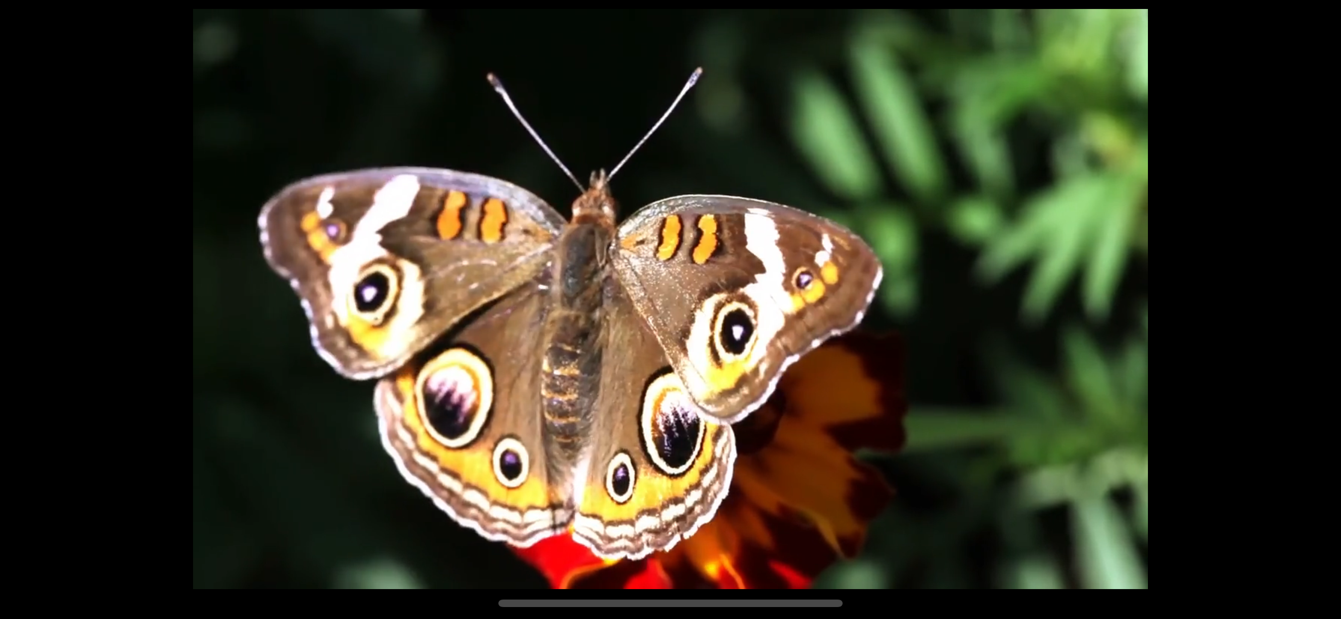 Video Touch: Insects & Friends