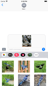 Blue Jay Stickers screenshot