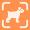 Dog Identifier – Instantly Find Out Your Dog’s Breed