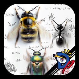 Course Insecte