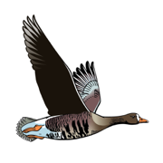 Birds of Ireland Field Guide
