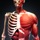 Human Body Atlas: 3D Medical