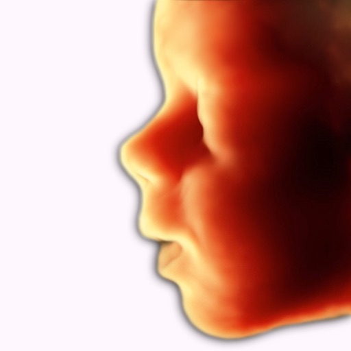 ScanBaby learn baby ultrasound - AppWisp.com