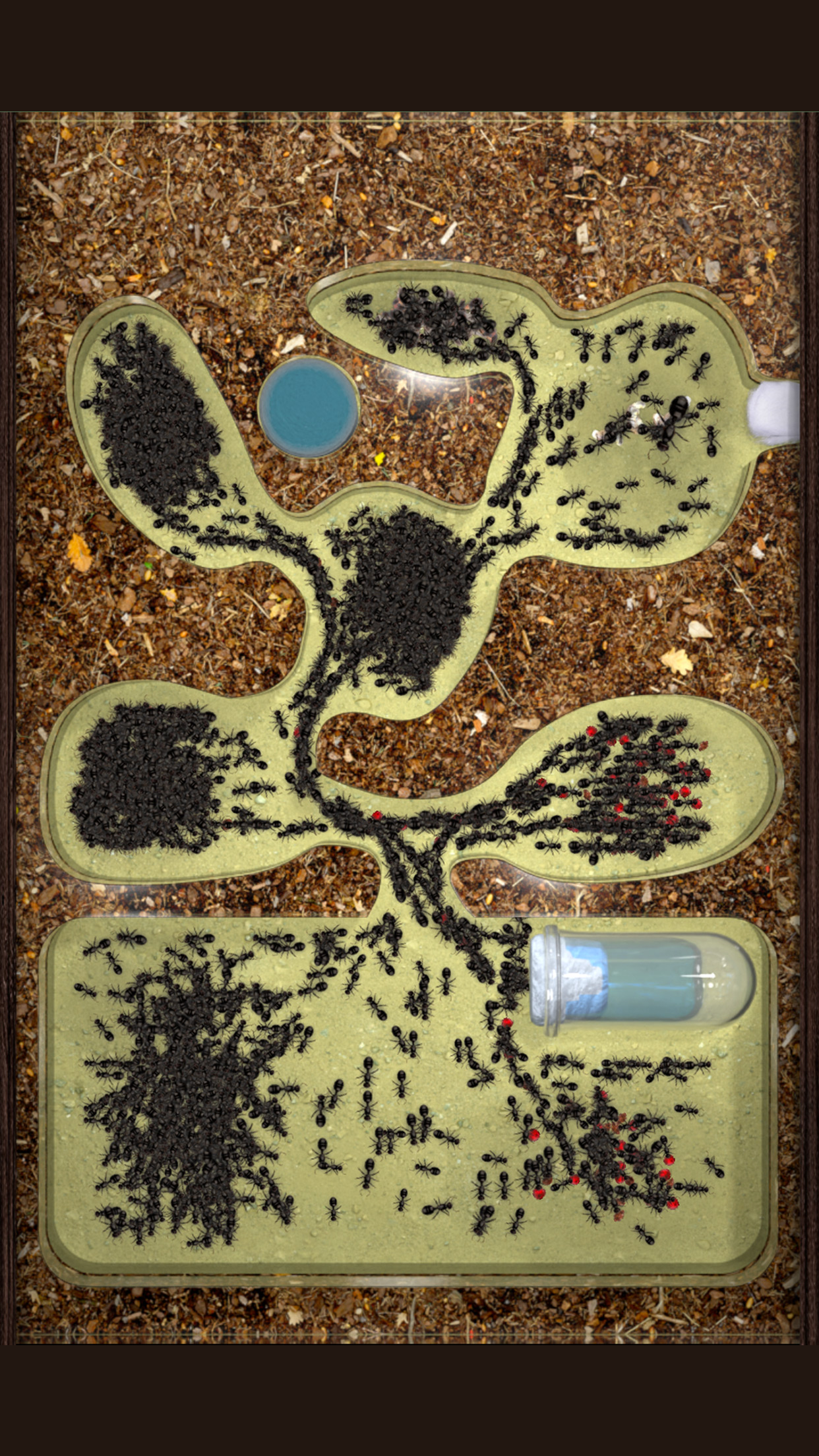 Ant Farm Simulator
