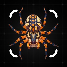 Spider Identifier - Insect ID