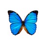 Get Dancing Butterfly for iOS, iPhone, iPad Aso Report