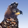 Get Roberts Birds for iOS, iPhone, iPad Aso Report