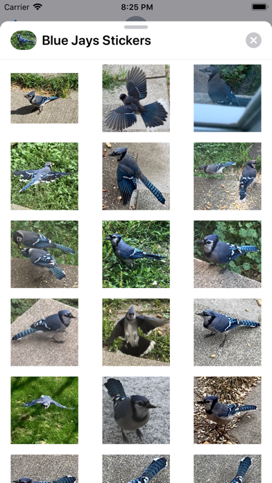 Screenshot #2 pour Blue Jay Stickers