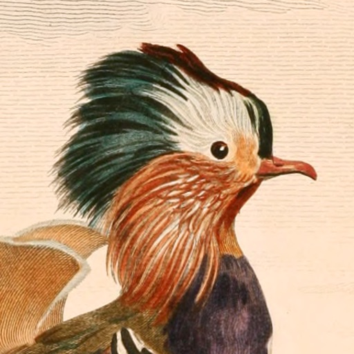 Art of Fauna: Cozy Tierpuzzle