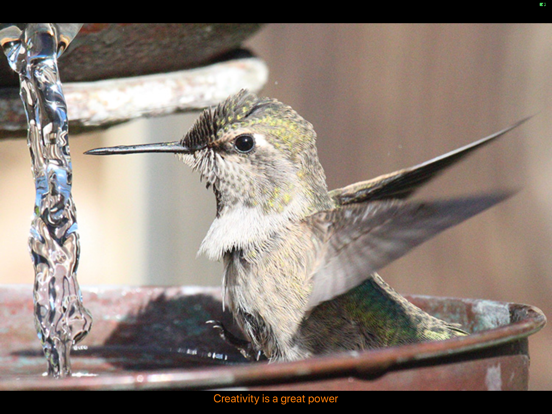 Hummingbird Moments iPad screenshot