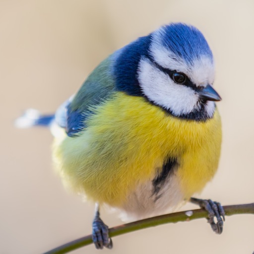 Birds of Europe - Field Guide