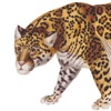 The Classic Safari Company icon