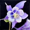 Colorado Wildflower Search icon