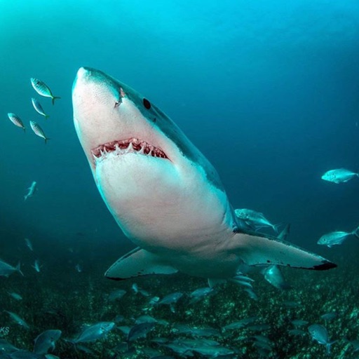 White shark cage-diving