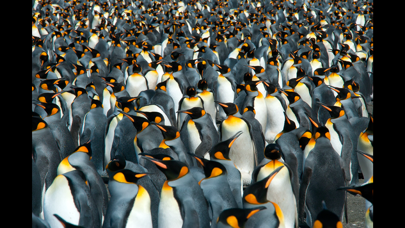 Screenshot #1 pour Album Antarctic