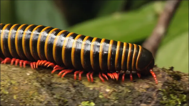Video Touch: Insectos & Amigos screenshot 2 of 5