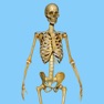 Get Skeletal System Quizzes for iOS, iPhone, iPad Aso Report