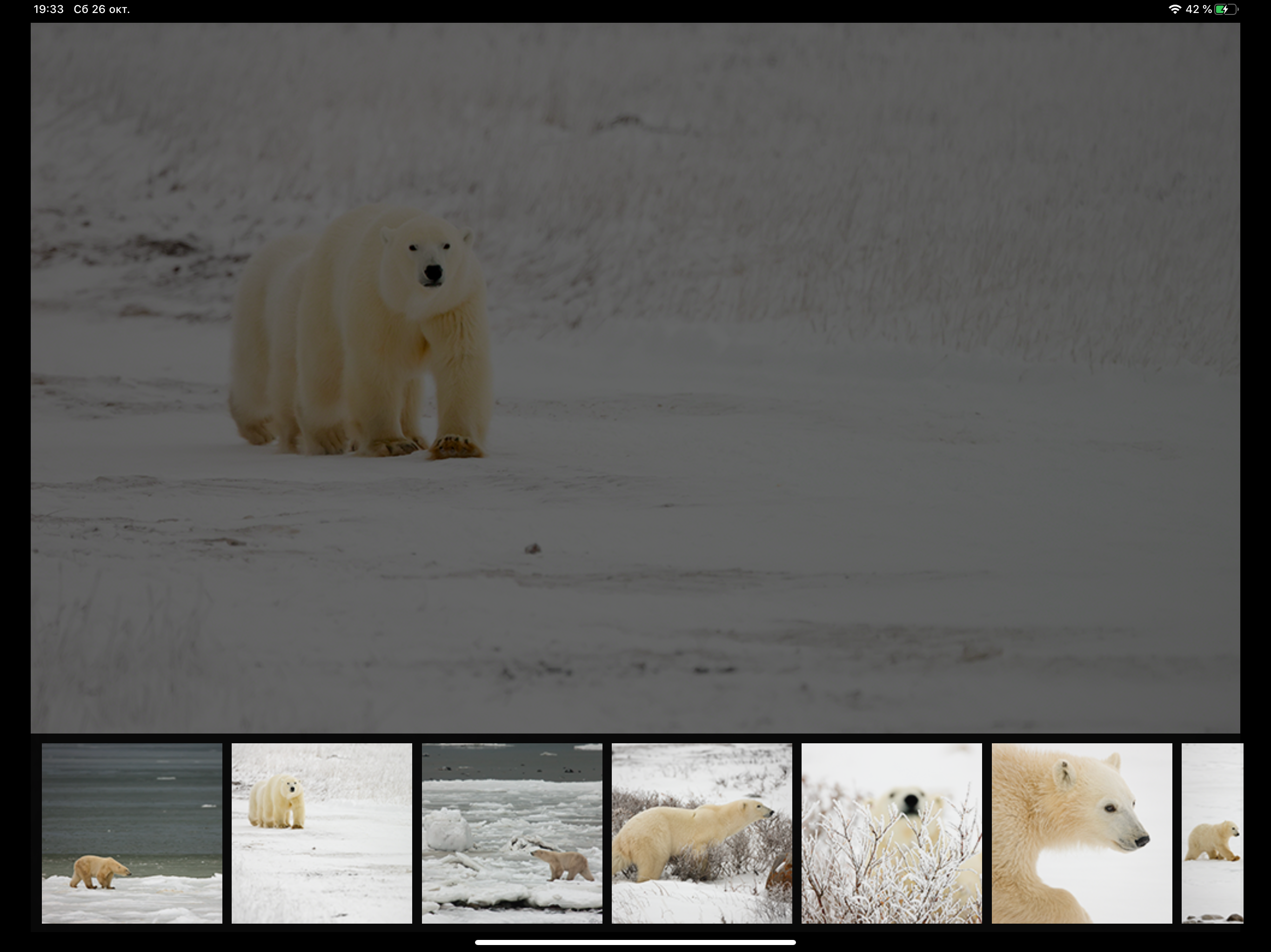 Album Polar Bears HD